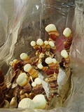Ganoderma resinaceum image