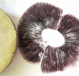 Stropharia coronilla image