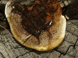 Gloeophyllum sepiarium image