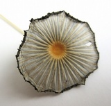Parasola auricoma image
