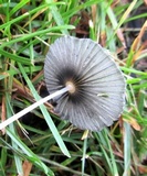 Parasola auricoma image