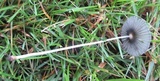 Parasola auricoma image