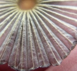 Parasola auricoma image