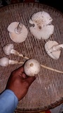 Termitomyces heimii image