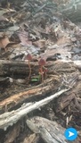 Conocybe tenera image