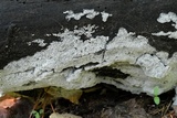 Ceratiomyxa fruticulosa var. fruticulosa image