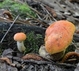 Tylopilus balloui image