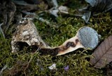 Scleroderma nitidum image