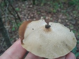 Crepidotus mollis image