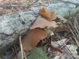 Auricularia angiospermarum image
