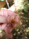 Psilocybe galindoi image
