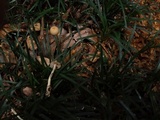 Psilocybe galindoi image