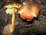 Hygrocybe astatogala image