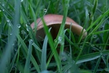 Gymnopus luxurians image
