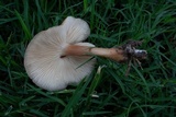 Gymnopus luxurians image