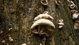 Favolus tenuiculus image