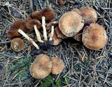 Pholiota highlandensis image