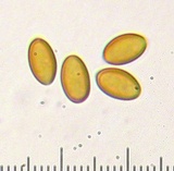 Pholiota highlandensis image