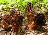 Morchella snyderi image