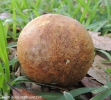 Boletus luridellus image
