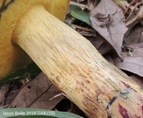 Boletus luridellus image