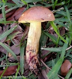 Boletus luridellus image