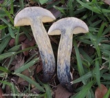 Boletus luridellus image