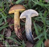 Boletus luridellus image