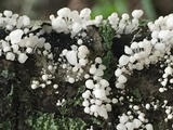 Physalacria inflata image