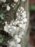 Physalacria inflata image