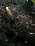 Xylaria cubensis image