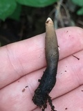 Xylaria cubensis image