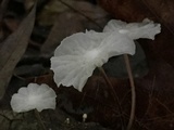 Hemimycena candida image
