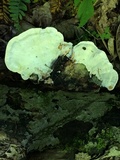 Tyromyces chioneus image