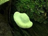 Tyromyces chioneus image