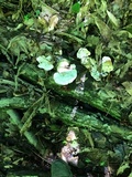 Tyromyces chioneus image