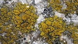 Caloplaca vitellinula image