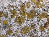 Caloplaca vitellinula image
