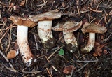 Cortinarius vernalishastensis image