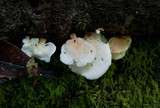 Panellus pusillus image
