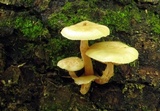Kuehneromyces marginellus image