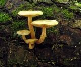 Kuehneromyces marginellus image