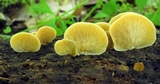 Crepidotus crocophyllus image