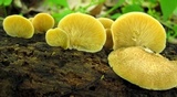 Crepidotus crocophyllus image