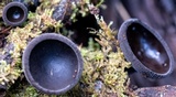 Plectania campylospora image