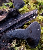Plectania campylospora image