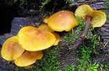 Xeromphalina tenuipes image