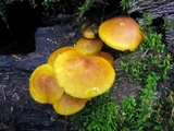 Xeromphalina tenuipes image