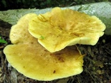 Bresadolia craterella image