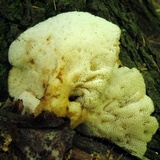 Bresadolia craterella image